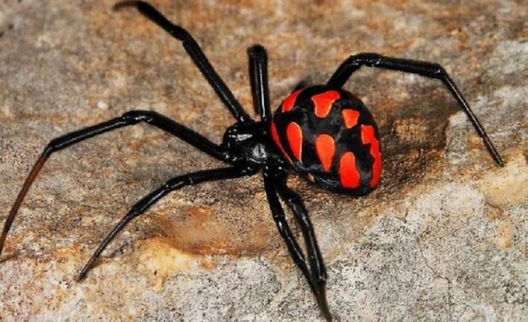 На Одещині спостерігається підвищена активність отруйних павуків-каракуртів