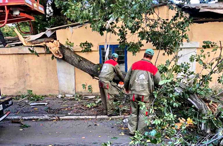 В Одессе штормовой ветер повалил 10 деревьев
