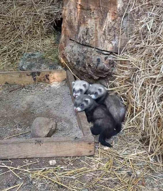 Одесский зоопарк объявил конкурс "Дай имя малышу-2022"