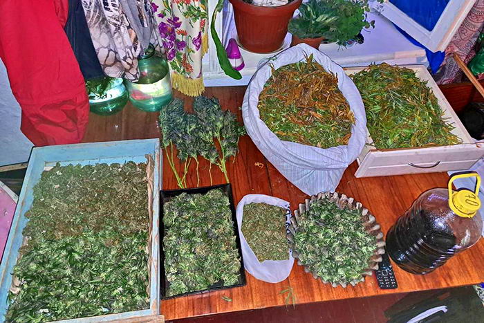 Под Измаилом накрыли плантацию марихуаны с оборотом в 500 тыс. гривен в месяц