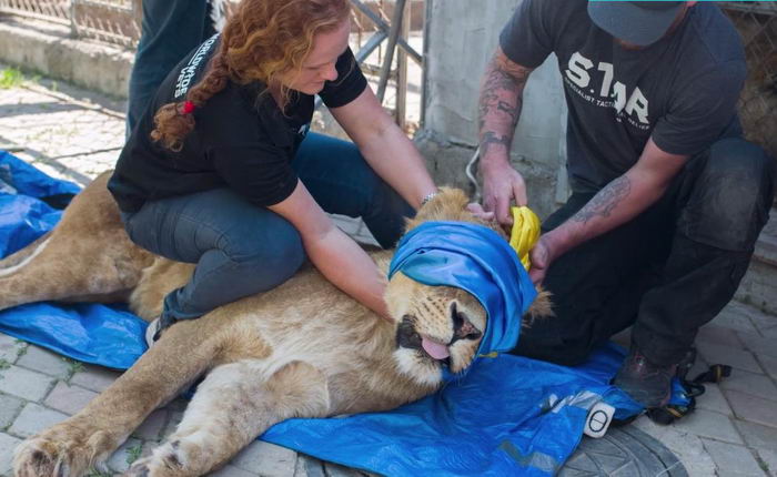 Львов из одесского “Биопарка” навсегда вывезли в США – их нечем было кормить