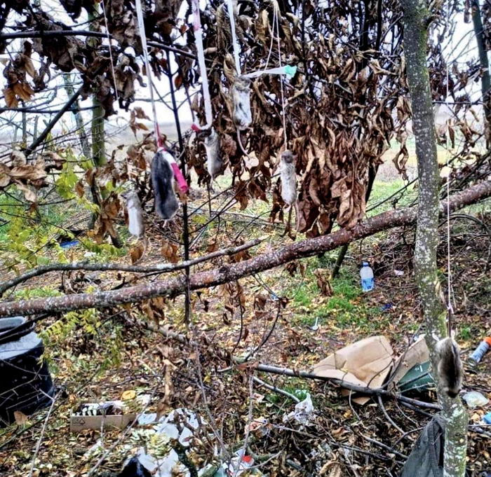 В Херсонской области россияне ради развлечения повесили на дереве хомяков