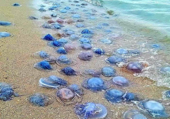 На пляже под Одессой шторм выбросил тысячи мертвых медуз (фото)