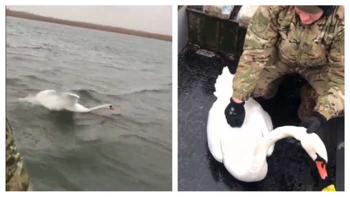Под Одессой полицейские спасли лебедя, запутавшегося в рыбацкой сетке
