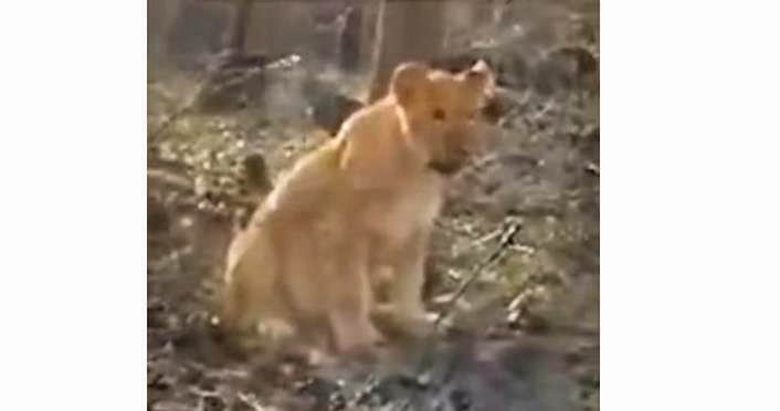 На границе с Одесской областью заметили льва в лесу (видео)