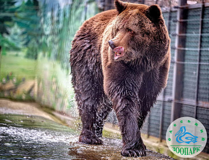 В Одесском зоопарке проснулись медведи после зимы – детей приглашают на “Праздник весны”
