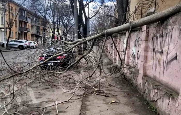 В центре Одессы штормовой ветер повалил дерево на автомобиль