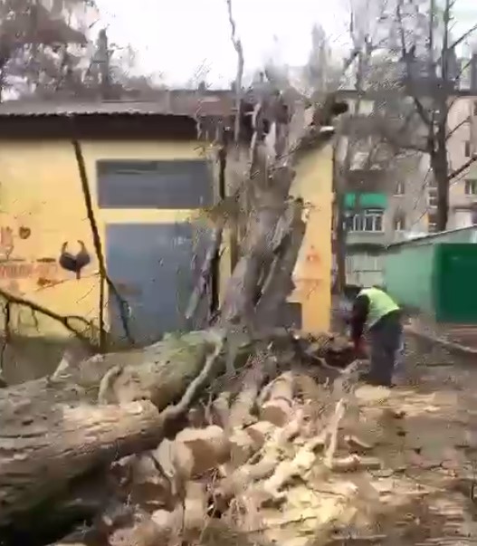 Из-за непогоды в Одессе упало уже семь деревьев