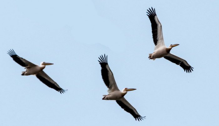 Над Одессой пролетела огромная стая пеликанов