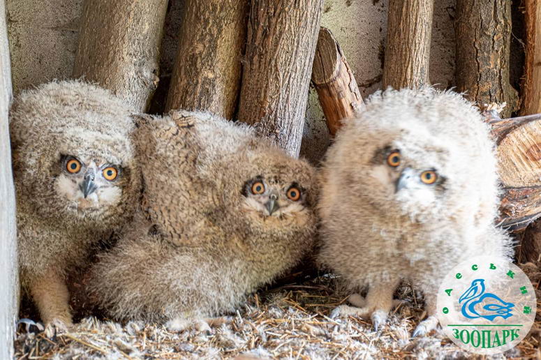 В Одесском зоопарке появилась тройня пушистых малышей