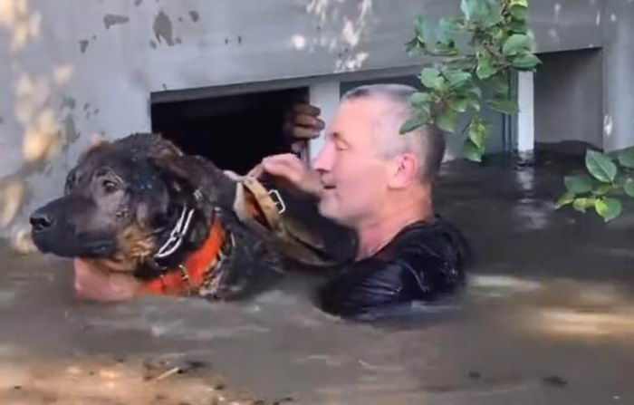 В Херсоне спасают покинутых животных из затопленных домов (видео)