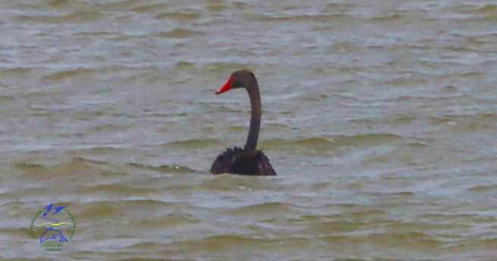 В Одесской области заметили редкого черного лебедя