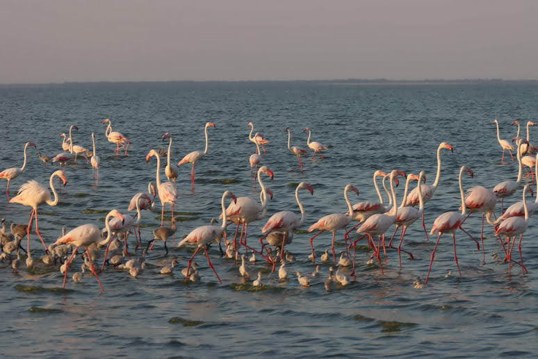 В Одесской области впервые стая фламинго вывела потомство – 192 птенца