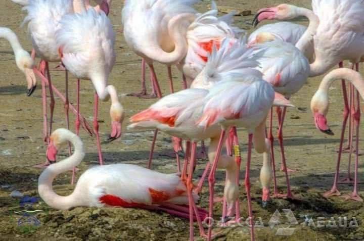 В нацпарке «Тузловские лиманы» впервые родились почти две сотни розовых фламинго