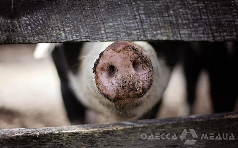 В психоневрологическом интернате в Одесской области обнаружили африканскую чуму свиней