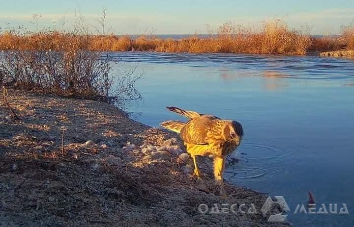 В заповеднике Одесской области заметили редких птиц