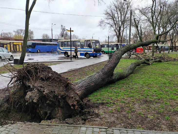 В Одессе ветер повалил 14 деревьев в ночь