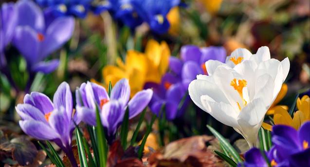 Одесский ботанический сад устраивает “Апрельский Weekend”