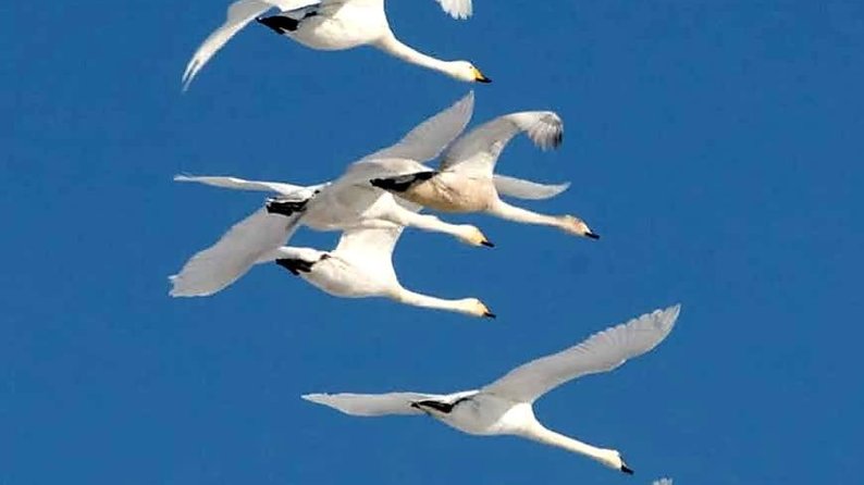 В нацпарк в Одесской области прилетели лебеди из тундры