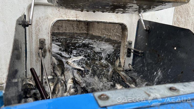 У Дністровський лиман на Одещині вперше за 13 років випустили понад 900 тисяч екземплярів риби