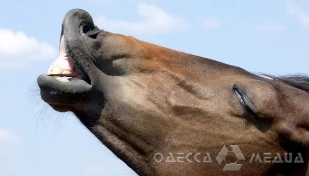 Поліцейські розпочали розслідування щодо жорстокого поводження з конем на Одещині