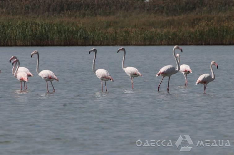 На Одещині помітили перші в цьому році зграї фламінго
