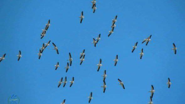 В Одеській області вперше цього року зафіксували зграю рожевих пеліканів