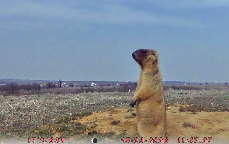 В Одесской области восстанавливают популяцию сурков