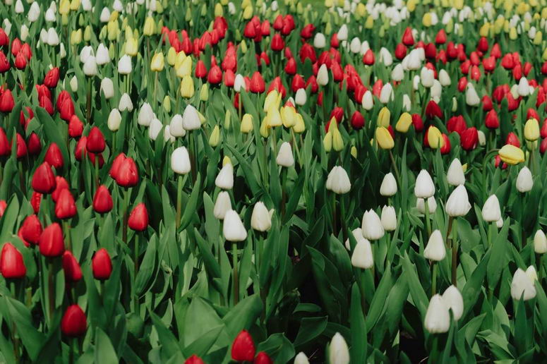 В Стамбульском парке Одессы появилась новая фотозона – сердце из тюльпанов